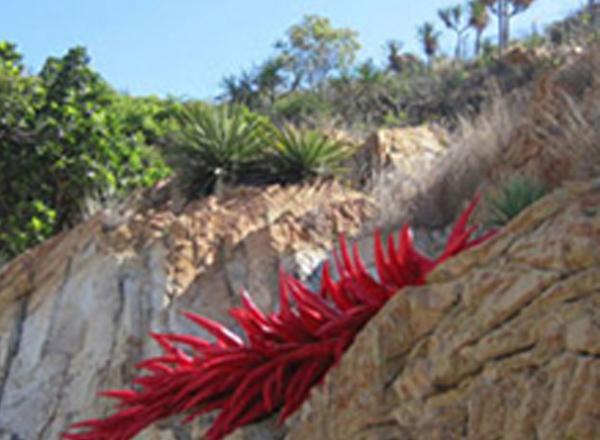 rock anenome, joint recipient of the Award for Artistic Excellence 2011 Strand Ephemera Exhibition 